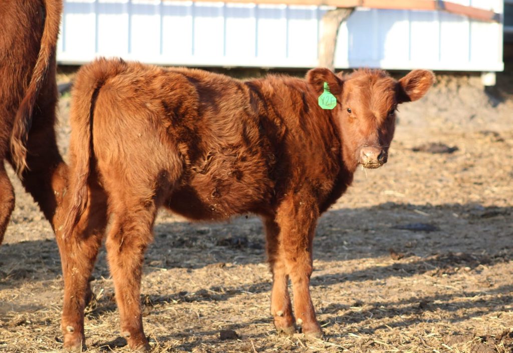 Red Angus